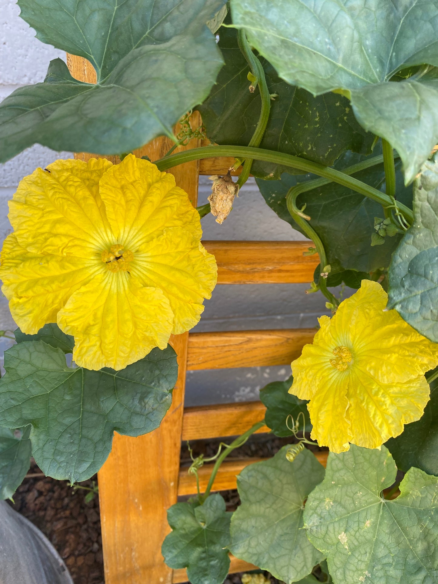 Luffa Seed Packet