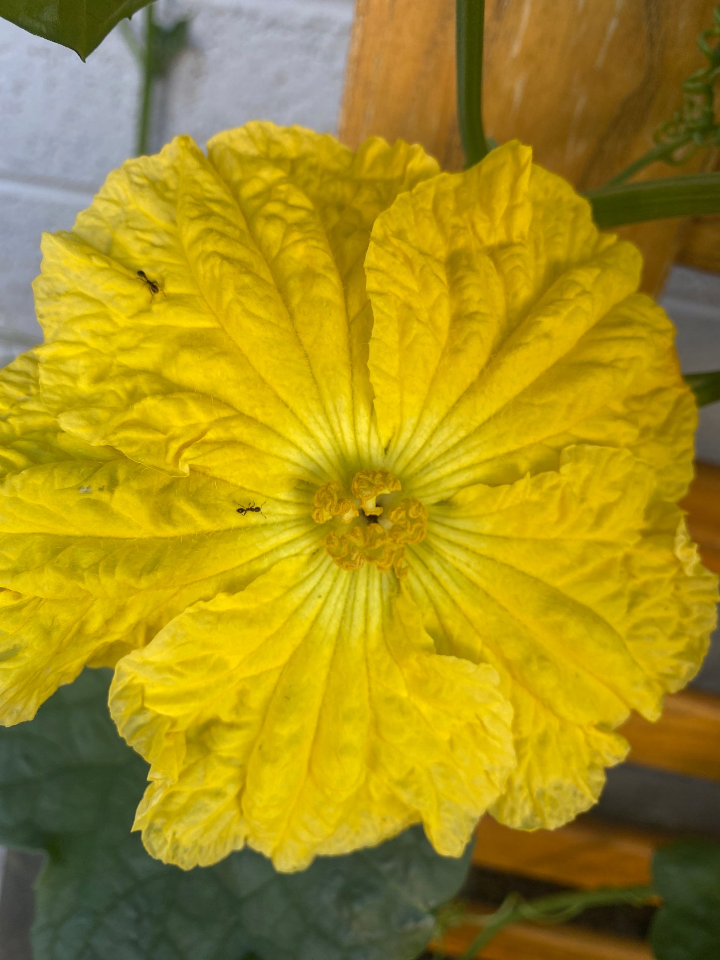 Luffa Seed Packet